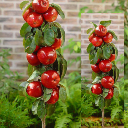 Jabłoń kolumnowa Czerwona